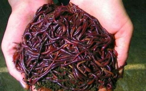 earthworms and their use to enlarge the penis